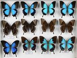 de nombreux papillons exposés dans une boîte