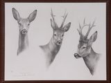 three drawings of a deer with antelope ' s head and antelope ' s antelope ' s antelope ' s antelope '