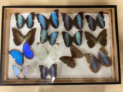 a lot of butterflies that are in a wooden frame