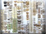 many different types of butterflies on display in a white frame