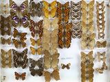 many different types of butterflies displayed in a display