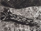 an image of a black and white drawing of a tree branch
