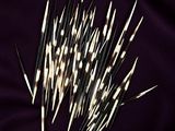 a close up of a bunch of toothpicks on a purple cloth