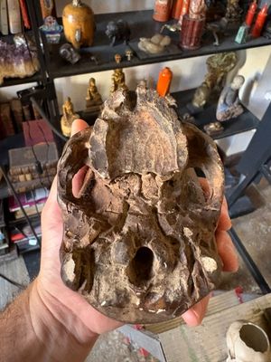 a man holding a skull in his hand in front of a shelf full of skulls