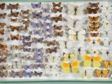 de nombreux types de papillons dans une vitrine