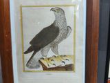 une photo d'un oiseau de proie exposée dans un cadre en bois