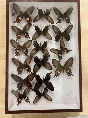 many butterflies in a shadow box on a table