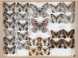de nombreux papillons disposés dans un cadre en bois