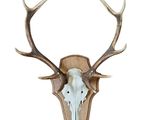 deer skull mounted on a wall with antlers on it