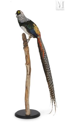 a bird that is sitting on top of a tree branch