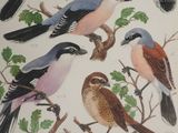 many birds that are sitting on the branches of a tree