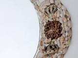 a mirror made out of shells on the wall