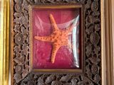 a picture of a picture of a starfish hanging on a wall