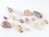 beaucoup de coquillages sur une surface blanche
