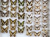 de nombreux types de papillons différents présentés dans une vitrine