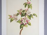 painting of a branch of apple blossoms with green leaves and pink flowers