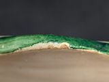 a close up of a green and white plate on a table
