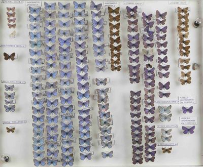 de nombreux papillons de toutes sortes exposés dans une vitrine