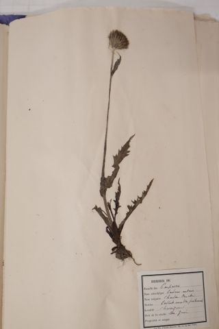 HERBIER : Coffre en bois contenant sous classeur in folio : -Plan...