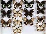 beaucoup de papillons qui se trouvent dans une boîte blanche