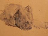 a drawing of a dog laying down on the ground
