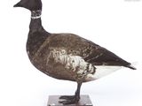 a black and white duck standing on a wooden base