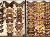 deux photos de papillons de nuit exposées dans une boîte blanche