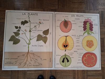 Lot de 4 grandes affiches scolaires, Tableaux de Sciences RO… - Photo 1