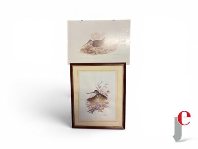an image of a picture of a bird and a bird on a white background