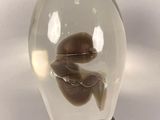 a glass ball with a small animal inside of it