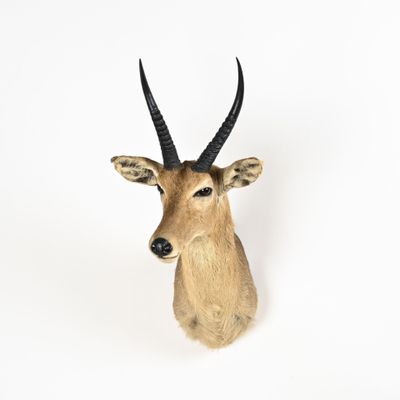 une tête d'antilope accrochée au mur sur un fond blanc