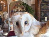 an owl that is sitting on a chair in a room