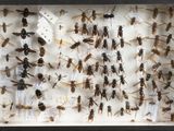 a lot of insects that are in a shadow box