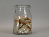a glass jar filled with shells on a white surface