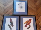 trois photos encadrées représentant des oiseaux, posées sur le parquet du salon