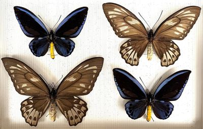 four butterflies are shown in a shadow box on a white surface
