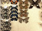 many different types of butterflies displayed in a box