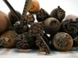 a pile of nuts that are sitting on a table