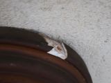 a moth that is sitting on the side of a wall
