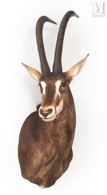 une tête d'antilope accrochée au mur sur un fond blanc