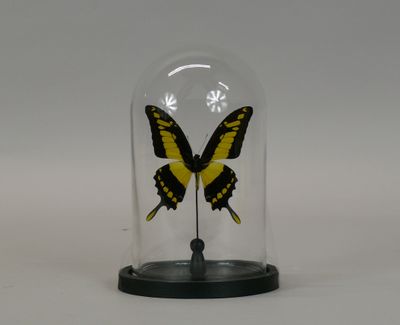 yellow and black butterfly in a glass clochet on a black base