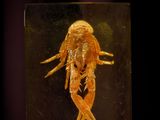 an image of a goldfish in a glass box