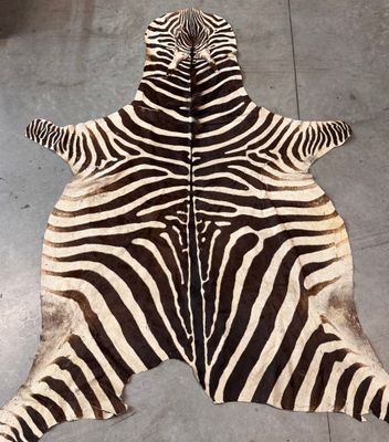 Peau de zèbre (Equus quagga) avec partie céphalique. - Photo 1