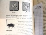 un livre ouvert avec des images d'animaux et des animaux dessus