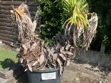 une plante en pot au milieu d'une allée