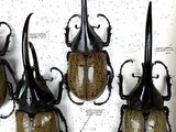 four beetles are mounted on a white board in a display case