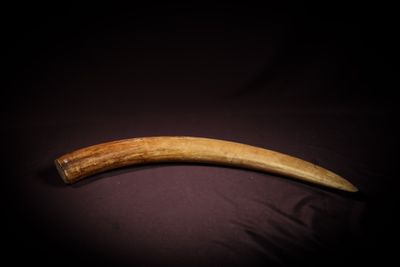 un gros plan sur la défense d'un éléphant sur une surface noire