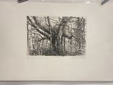 une image représentant un dessin en noir et blanc d'un arbre dans les bois