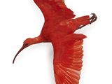 a red bird that is flying in the sky