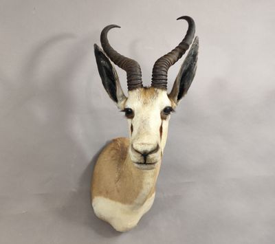 une antilope assise sur un mur